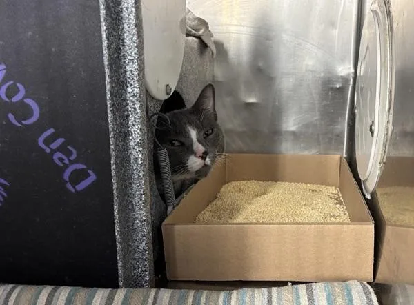 An adult medium-sized male Domestic Short Hair cat named Yogi for adoption in New York, NY