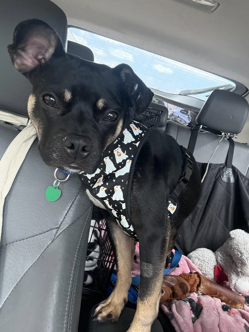 A young small-sized male French Bulldog dog named Dino Baby for adoption in Capistrano Beach, CA