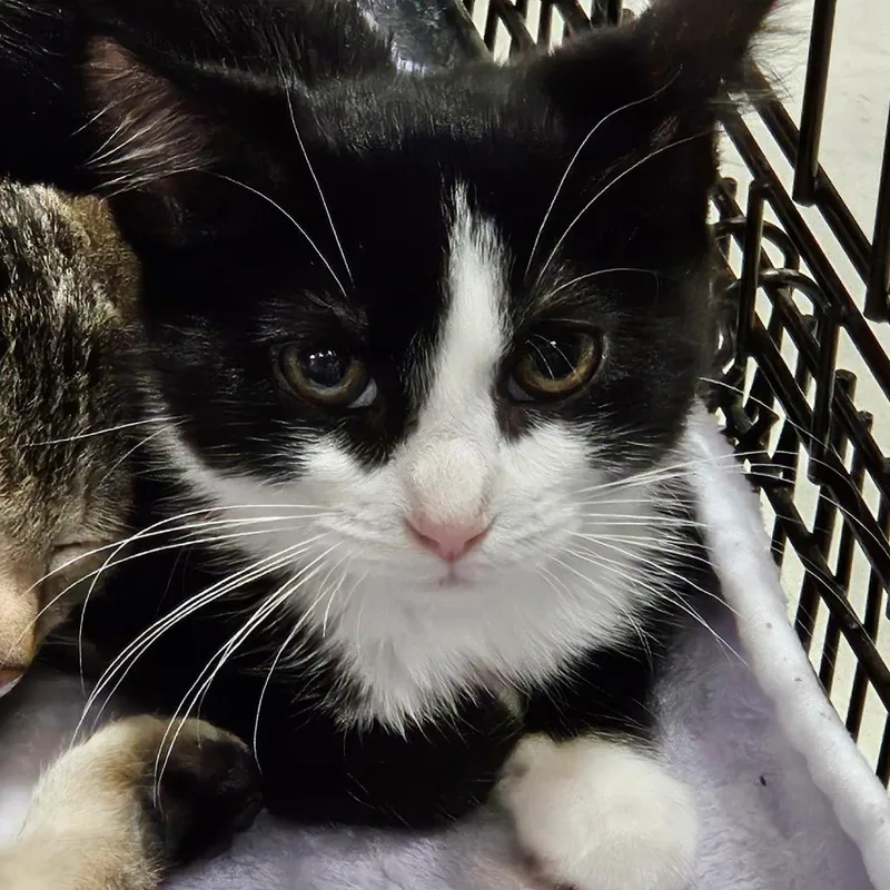 A baby small-sized female Black Domestic Short Hair cat named Gypsy for adoption in Springfield, IL