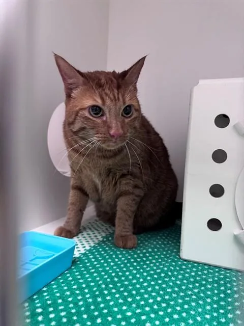 An adult large-sized male Domestic Short Hair cat named Pumpkin for adoption in Ontario, CA