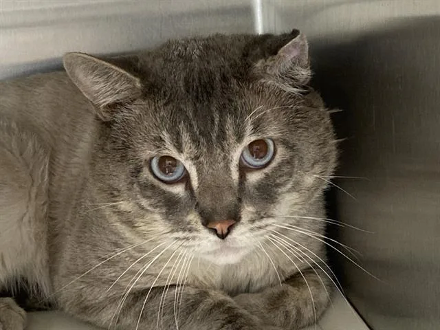 An adult medium-sized male Siamese cat named Butterball for adoption in Tustin, CA