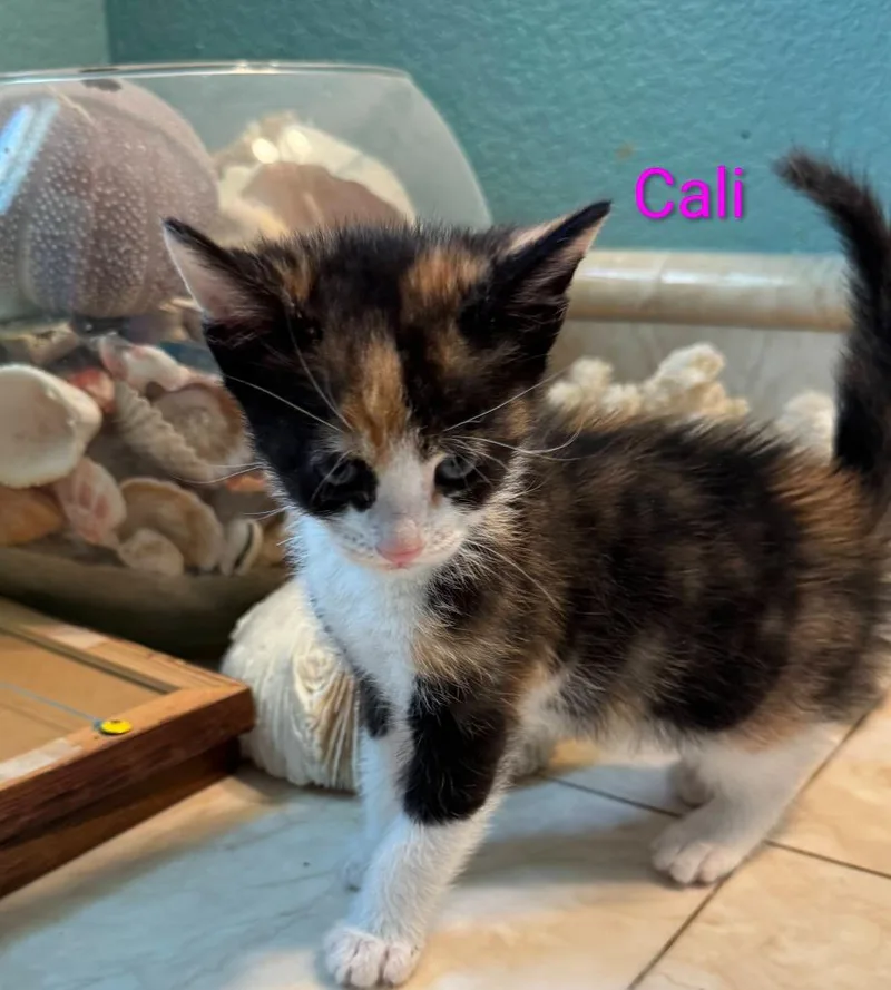 A baby large-sized female Calico cat named Cali for adoption in San Jacinto, CA