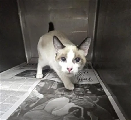 An adult medium-sized female Domestic Short Hair cat named Diamond for adoption in Chatsworth, CA