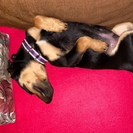 A baby large-sized male Terrier dog named Scout for adoption in McHenry, IL