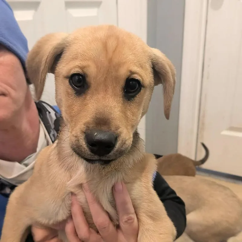 A young medium-sized female Yellow / Tan / Blond / Fawn Mixed Breed dog named Floria for adoption in Boaz, AL