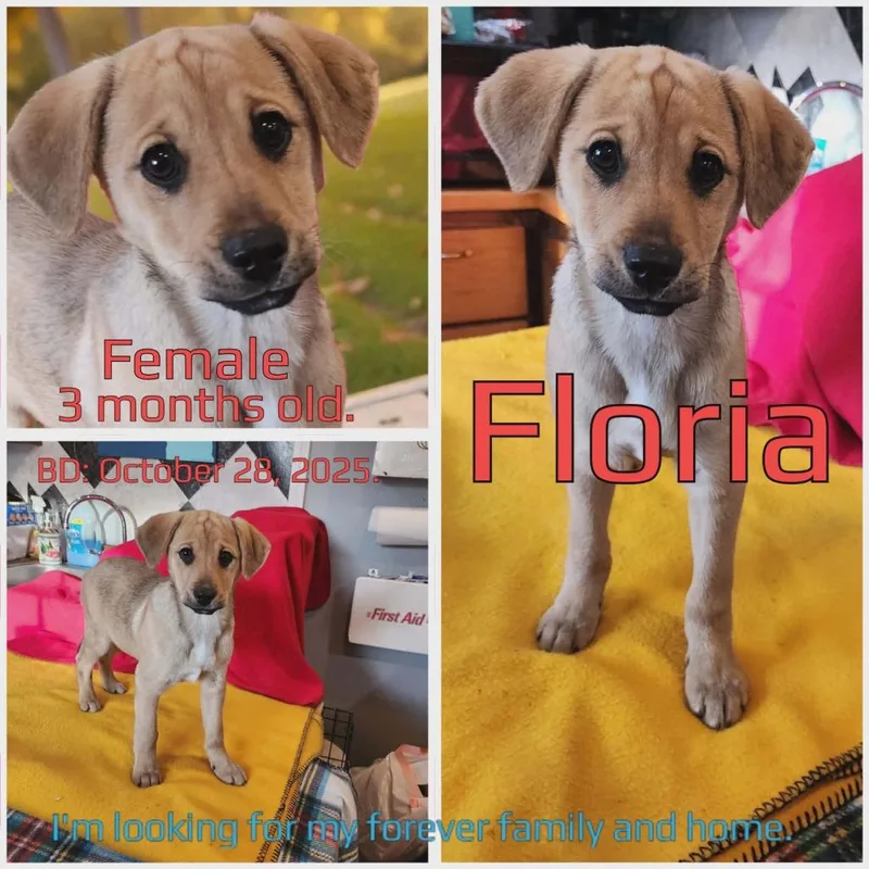 Floria thumbnail 3
