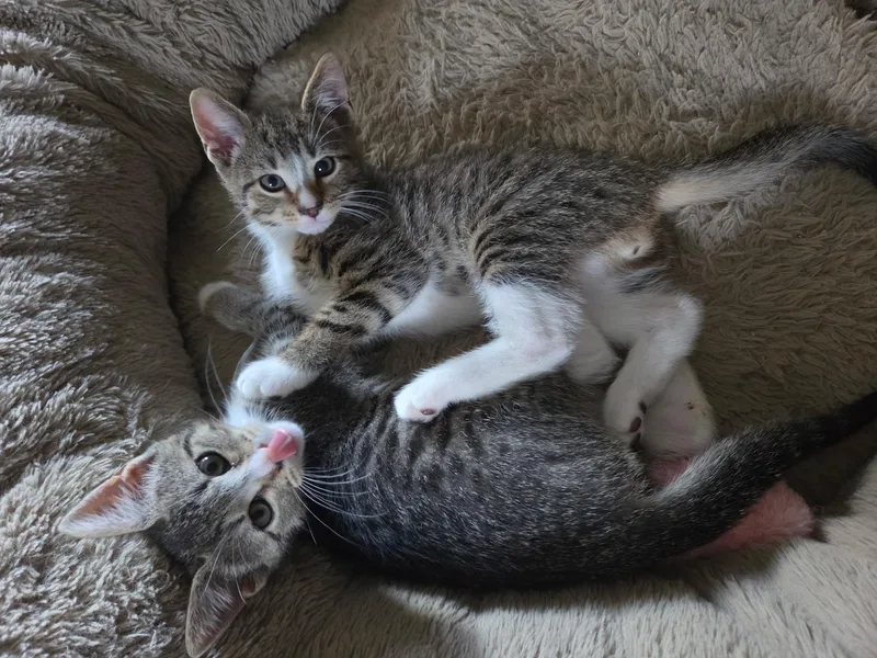 A young medium-sized male Tabby (Gray / Blue / Silver) Domestic Short Hair cat named Jonny Thunder for adoption in Philadelphia, PA
