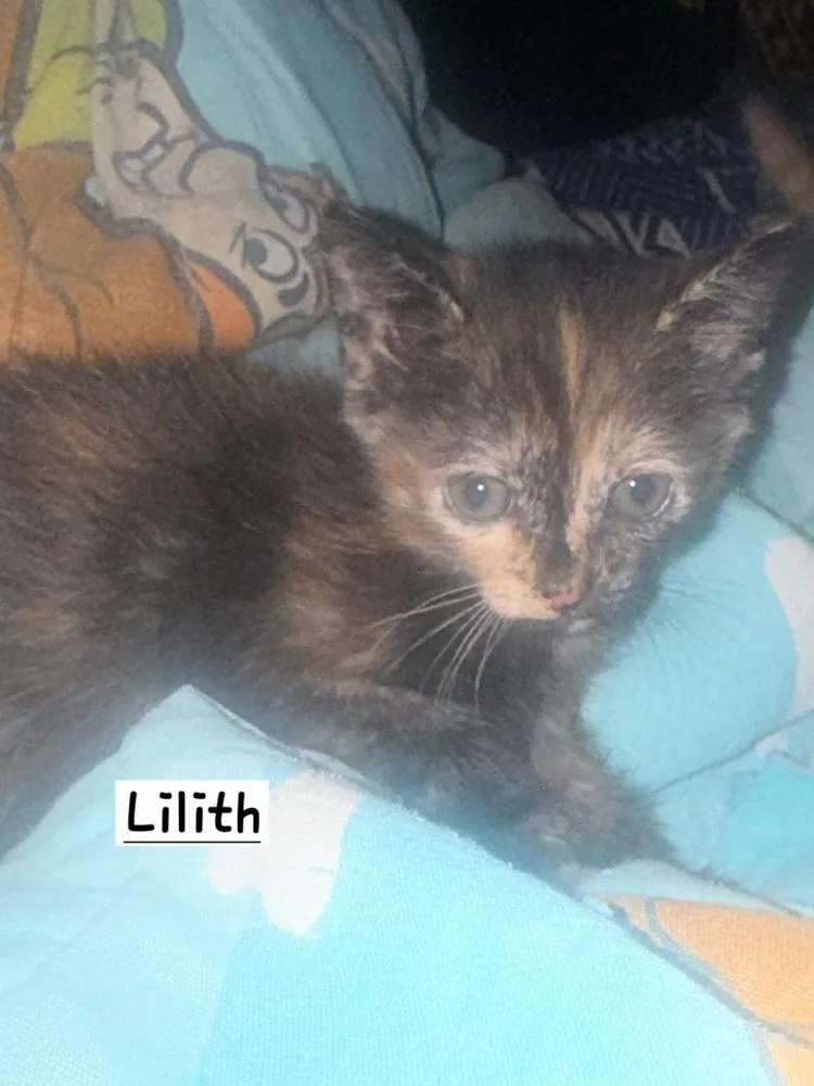 A baby small-sized female Tortoiseshell Domestic Short Hair cat named Lilith for adoption in Calimesa, CA