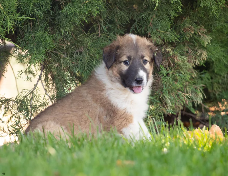 A baby large-sized male Tricolor (Brown, Black, & White) Smooth Collie dog named Duffy for adoption in Washoe Valley, NV