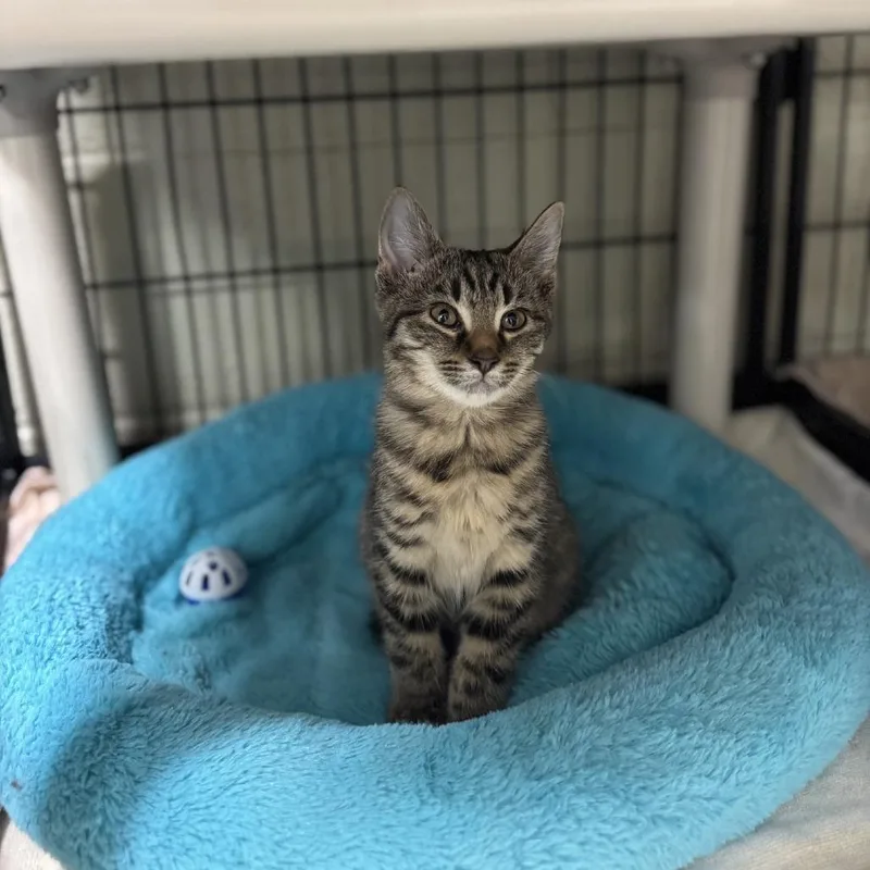 A baby small-sized female Gray / Blue / Silver Domestic Short Hair cat named Chicken for adoption in Columbus, NC