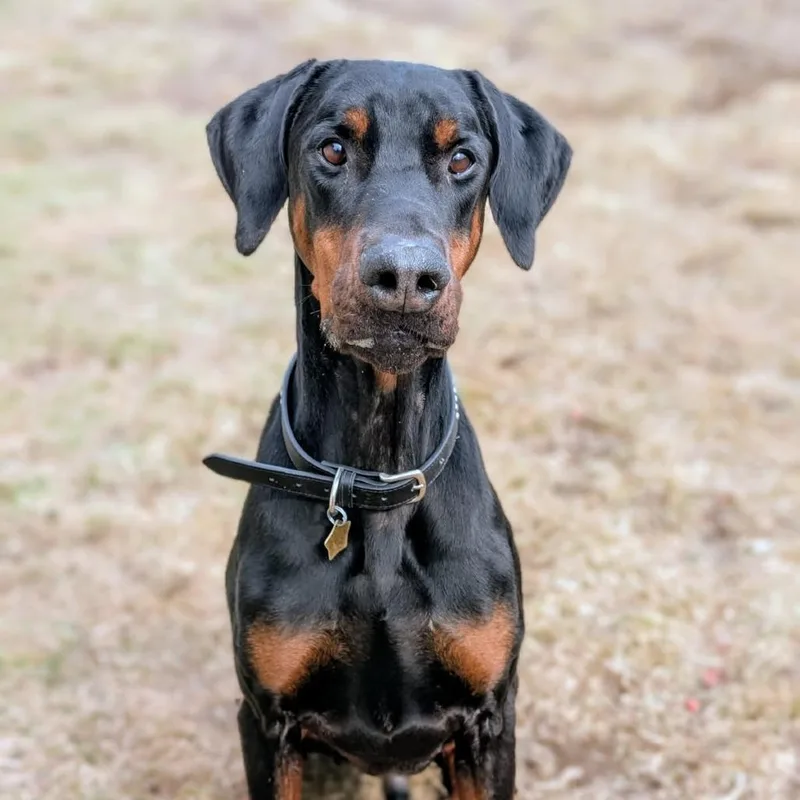 An adult extra large-sized male Black Doberman Pinscher dog named Hudson for adoption in Sandown, NH