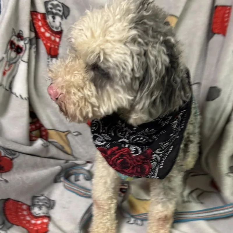 An adult small-sized male White / Cream Poodle dog named Ozzy for adoption in Graham, WA