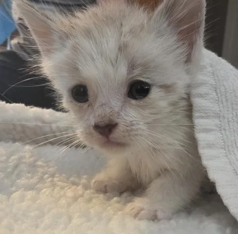 A baby small-sized male Domestic Short Hair cat named Moo for adoption in Chatsworth, CA