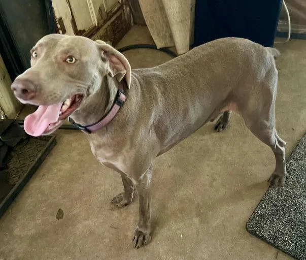 An adult large-sized male Weimaraner dog named Ares for adoption in Marietta, GA