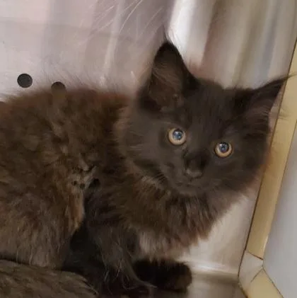 A young large-sized female Domestic Long Hair cat named Mckenzie for adoption in Kansas City, MO