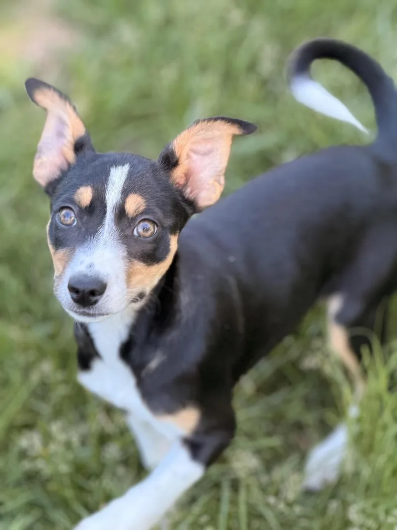 A baby medium-sized male Border Collie dog named Friday for adoption in Sparta, NJ