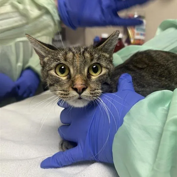 A young medium-sized female Domestic Short Hair cat named Harriet for adoption in Tempe, AZ