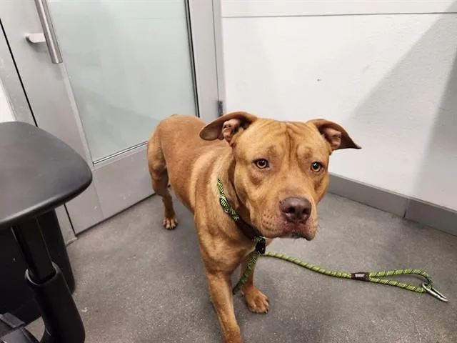 An adult medium-sized male Pit Bull Terrier dog named Briggs for adoption in Mesa, AZ