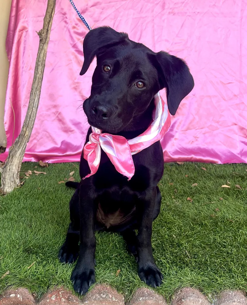 A baby small-sized female Black Labrador Retriever dog named Duchess for adoption in Rowland Heights, CA