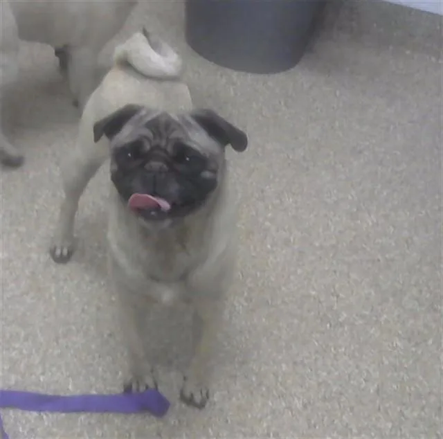 An adult small-sized female Pug dog named Muneca for adoption in Albuquerque, NM