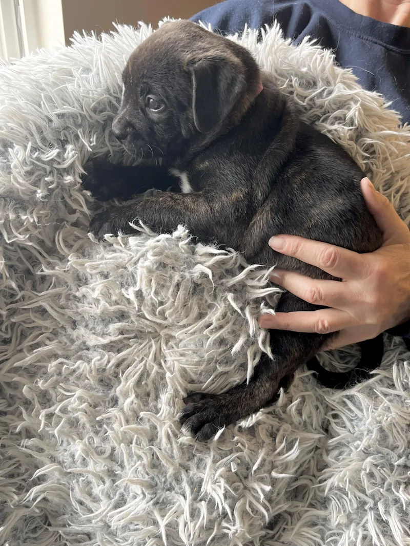 Lucy Van Pelt thumbnail 2