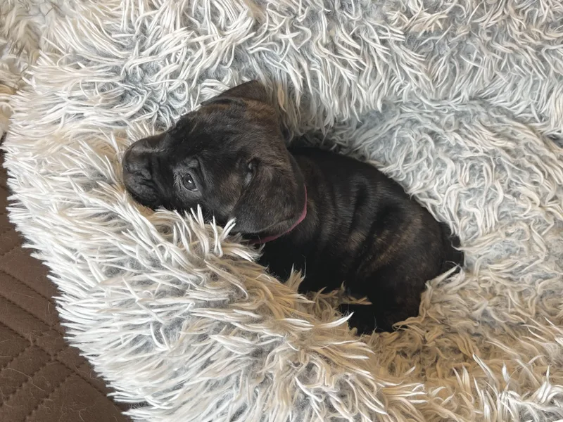 Lucy Van Pelt thumbnail 5