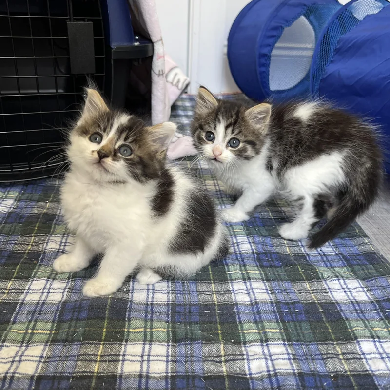 A baby medium-sized female Dilute Calico Domestic Long Hair cat named Prada for adoption in New Bern, NC