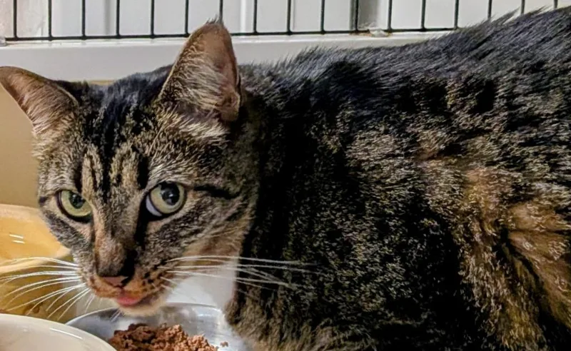 An adult large-sized female Domestic Short Hair cat named Karma for adoption in St. Augustine, FL