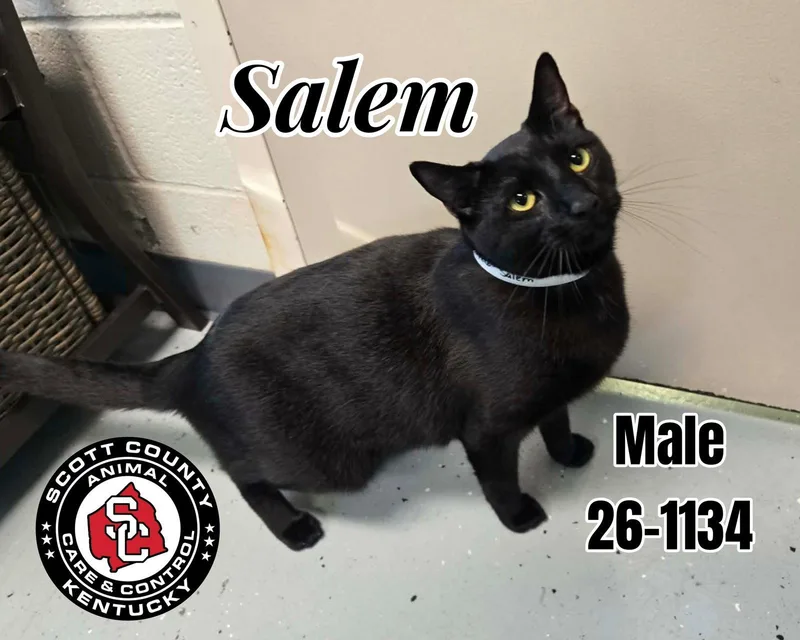 An adult small-sized male Black Domestic Short Hair cat named Salem for adoption in Georgetown, KY