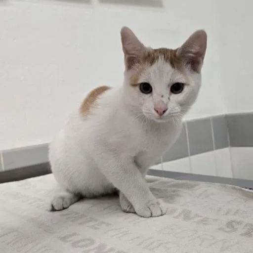 A baby small-sized male Domestic Short Hair cat named Morwyn for adoption in Austin, TX