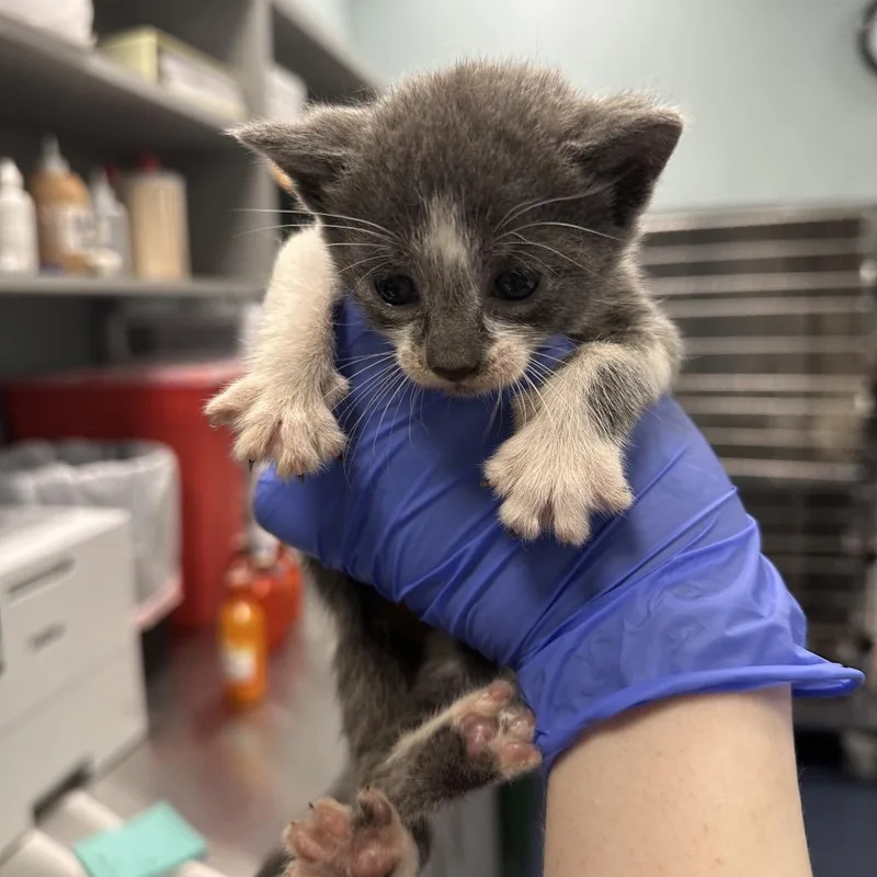 A baby small-sized female White Domestic Short Hair cat named Edna for adoption in Greensboro, NC