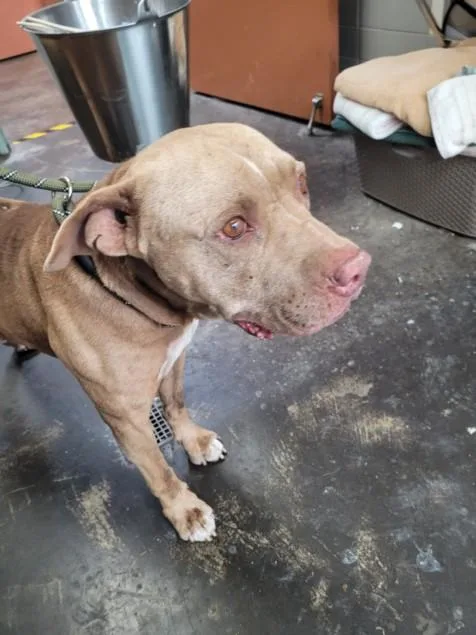 An adult large-sized male Pit Bull Terrier dog named Gerald for adoption in San Pedro, CA