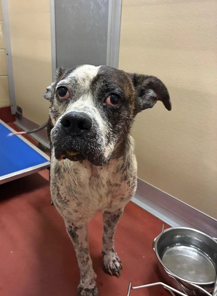 A senior medium-sized male Pit Bull Terrier dog named Floyd for adoption in Douglasville, GA