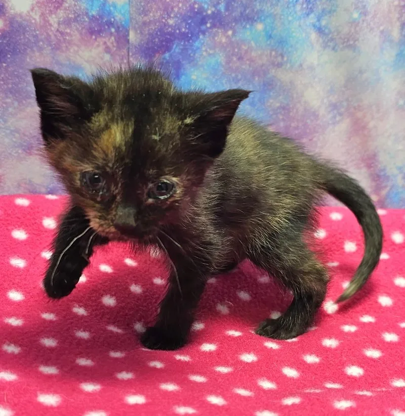 A baby small-sized female Domestic Short Hair cat named Skittles for adoption in Washington Court House, OH