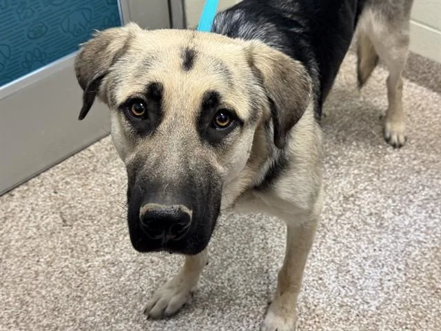 A young large-sized male German Shepherd Dog dog named Bingo for adoption in Pueblo, CO