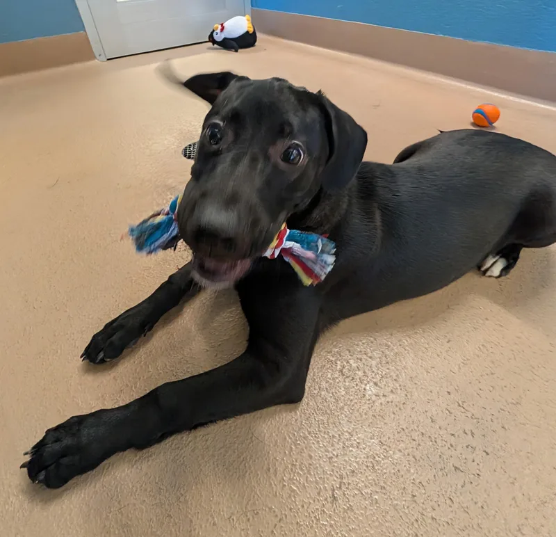 A baby large-sized female Labrador Retriever dog named Kira A for adoption in Plano, TX
