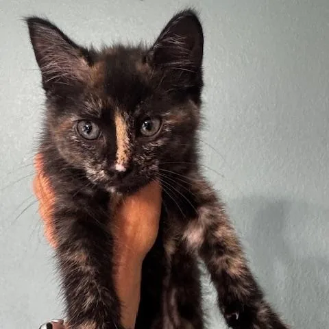A baby small-sized female Tortoiseshell Domestic Short Hair cat named Elodie and Rasha for adoption in Hutchinson, MN