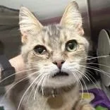 An adult medium-sized female Tabby (Gray / Blue / Silver) Domestic Short Hair cat named Owl for adoption in Lansing, MI
