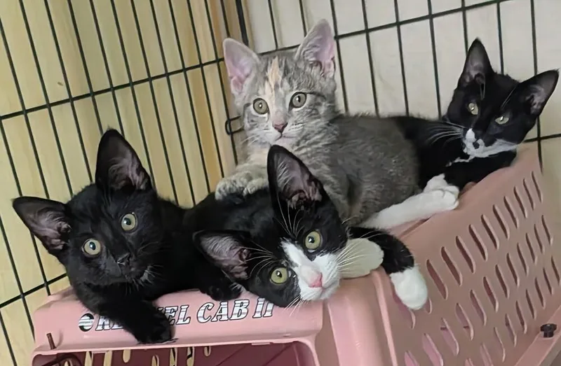 A baby small-sized female Buff / Tan / Fawn Domestic Short Hair cat named Chelsea for adoption in Louisa, VA
