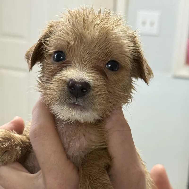 A baby medium-sized female Mixed Breed dog named Raspberry Glazed for adoption in Columbia, SC