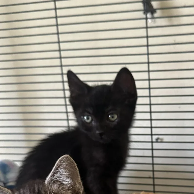 A young medium-sized male Domestic Short Hair cat named Northern for adoption in Incline Village, NV
