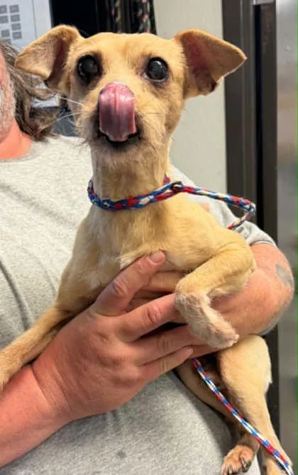 An adult small-sized male Chihuahua dog named Earl for adoption in Bowling Green, KY