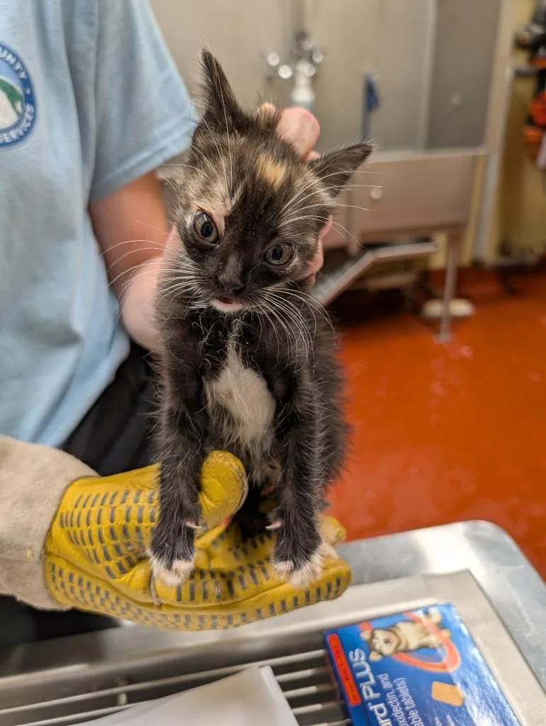 A baby small-sized female Domestic Short Hair cat named Her for adoption in Douglasville, GA