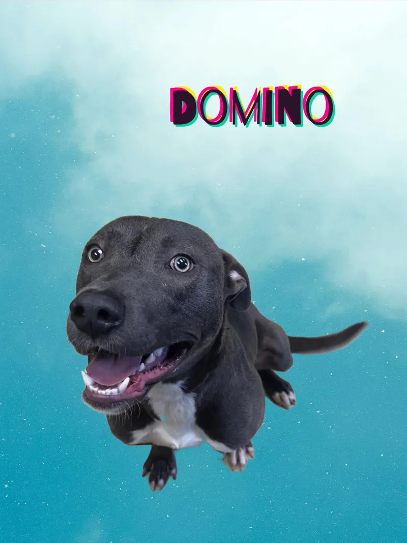 Domino