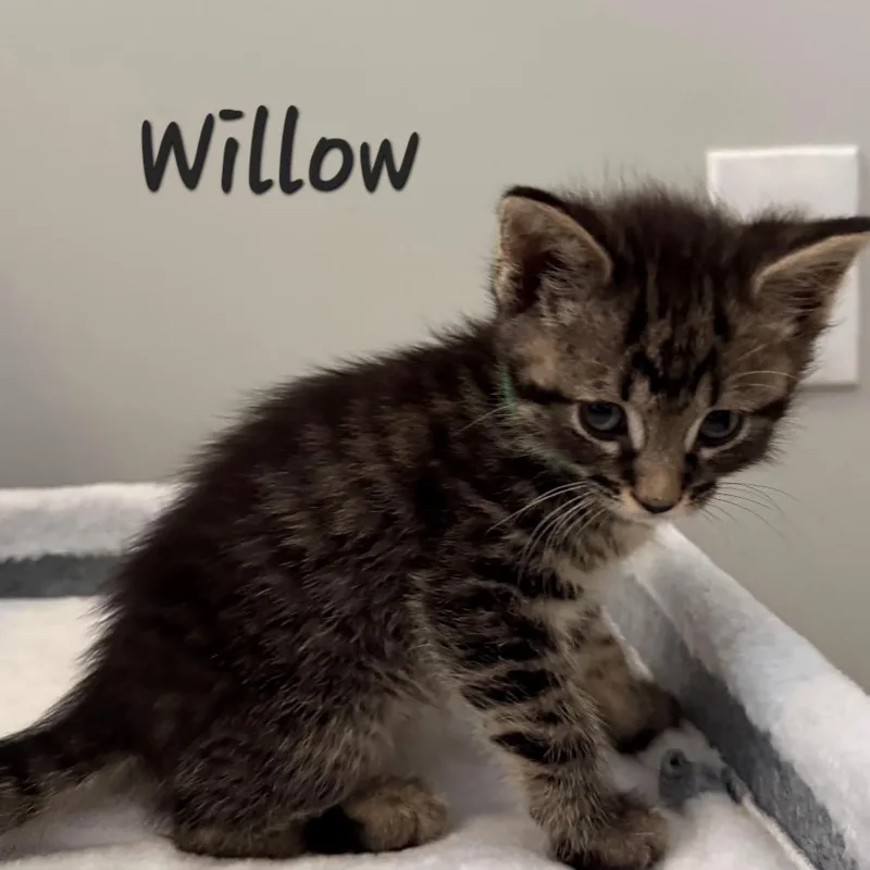 A baby small-sized male Brown / Chocolate Domestic Short Hair cat named Willow for adoption in Waldorf, MD