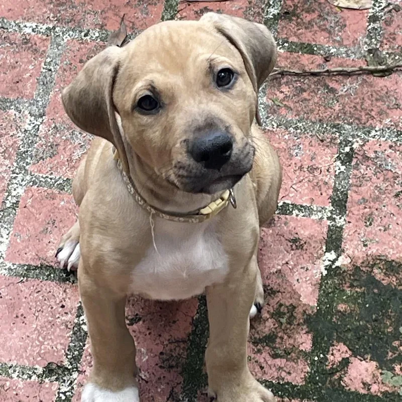 Nugget