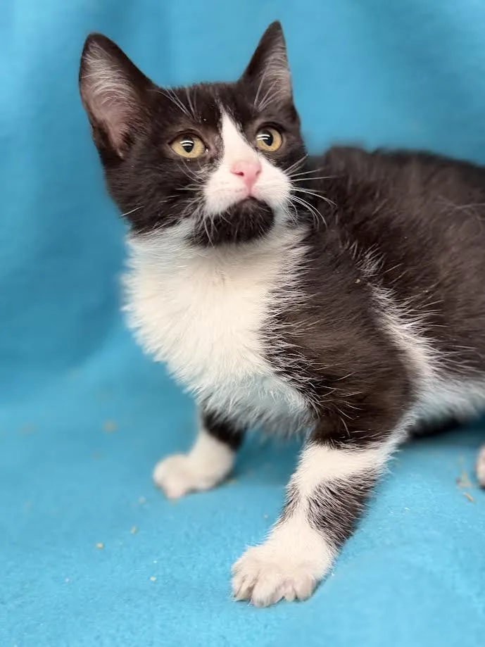 A young small-sized female Black & White / Tuxedo Domestic Short Hair cat named Mars for adoption in Oakdale, CA