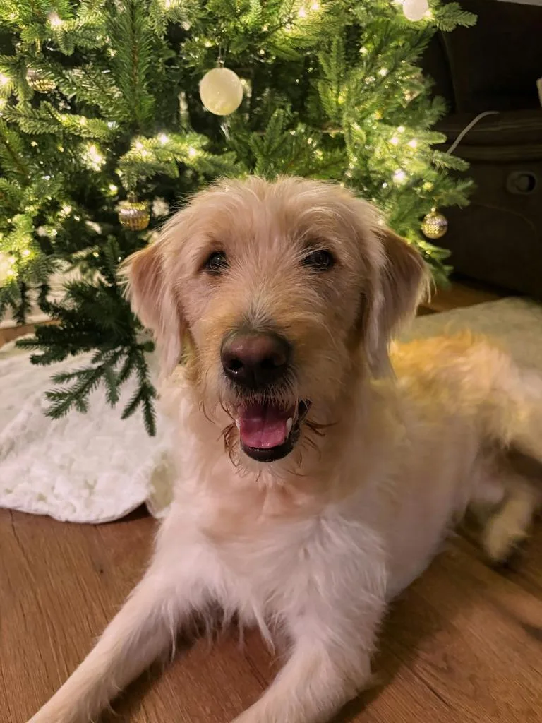 An adult large-sized male Labrador Retriever dog named Goose for adoption in Murray, KY