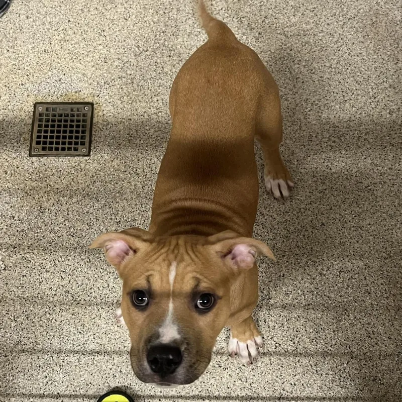 Wintergreen thumbnail 2