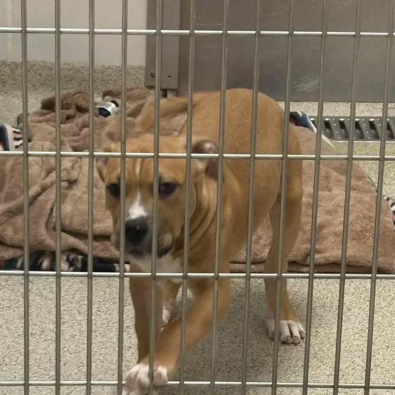 Wintergreen thumbnail 3